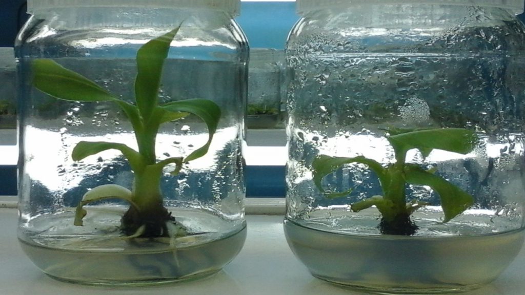 Tissue Culture Lab – DEPARTMENT OF AGRICULTURE